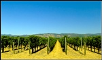 Napa Valley